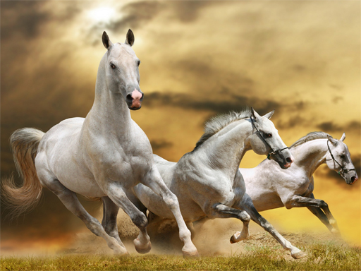 Running Horses Slide Puzzle Game